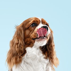 especes_senas_0001_chiot-epagneul-jouant-studio-chien-mignon-animal-compagnie-est-assis-isole-fond-bleu-cavalier-king-ch